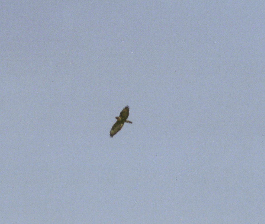 volo d'' angelo